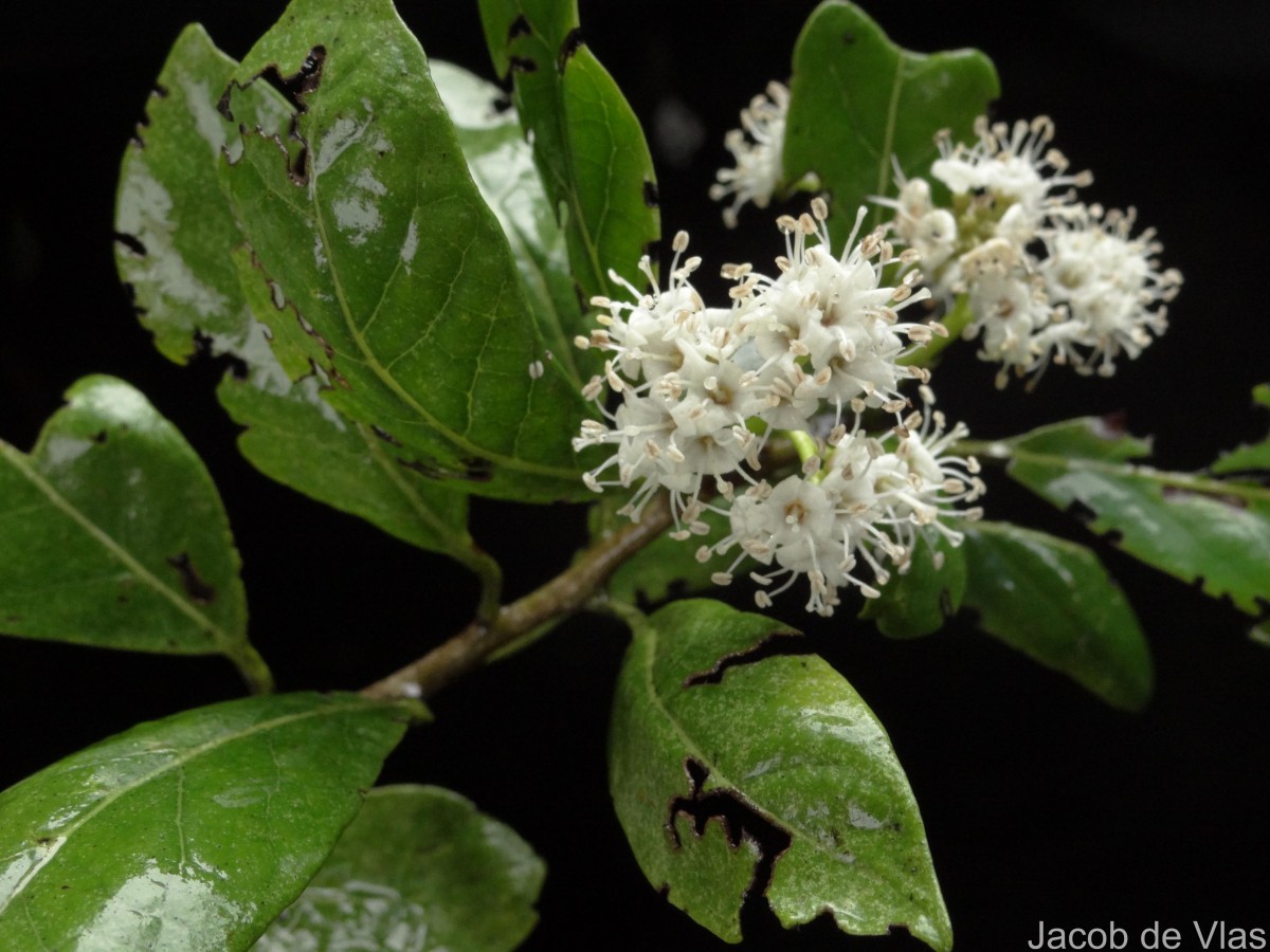 Ehretia aspera Willd.